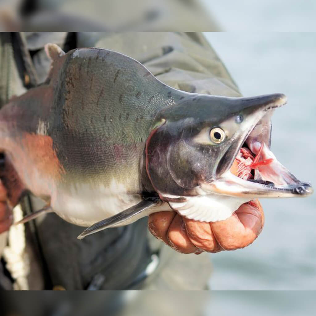 Pink Salmon – The Humpback of the River